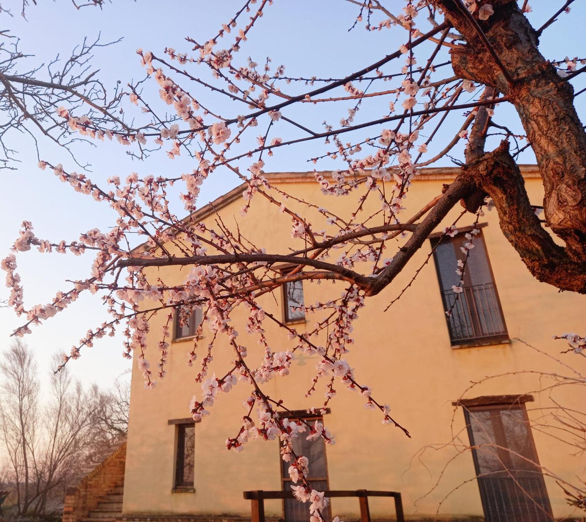 Il Casale Di Aurora Country House Colmurano Екстериор снимка
